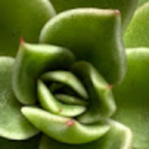 Meet your Posher, Carol